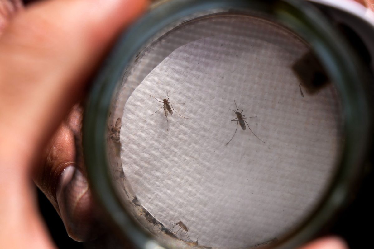 San Marcos myggefælder tester positive for West Nile-virus